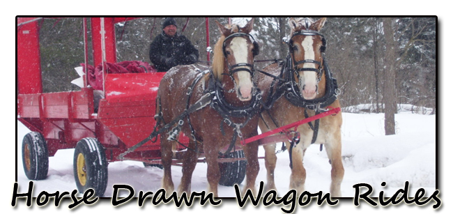 Horse Drawn Wagon Rides