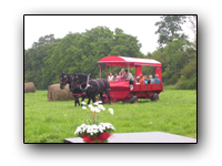 Toronto Petting Zoo Horse Drawn Wagon Rides one