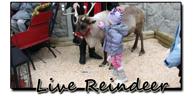 Toronto Petting Zoo