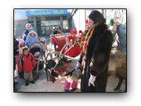 Toronto Petting Zoo ReindeerFour